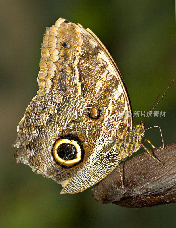 悲伤的猫头鹰蝴蝶特写(Caligo Eurilochus)